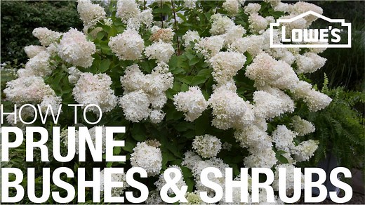 How to Prune & Trim Bushes & Shrubs | Lowe’s