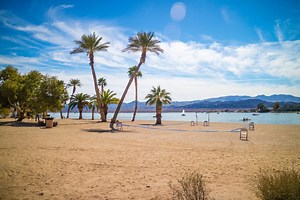 8 of the Best Palm Trees for Arizona - ProGardenTips