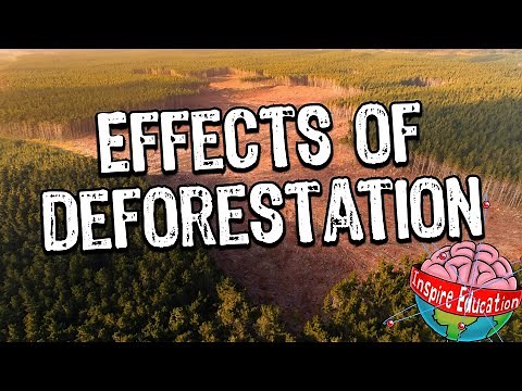 Rainforest Deforestation