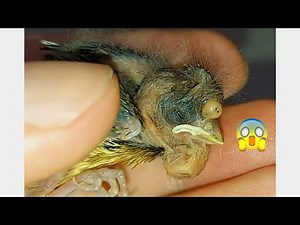 Rescue Animals ! Botfly Removed From Bird -鳥から削除されたヒツジバエ #5