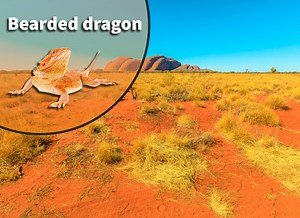 Bearded Dragon (Pogona vitticeps) Bioactive Vivarium Kit