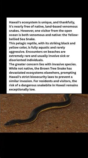 Hawaii's Only Venomous Snake Isn't on Land #wildlife #facts #shorts