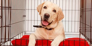 Crate Training: Easy Guide to Help Your Dog Love Their Crate