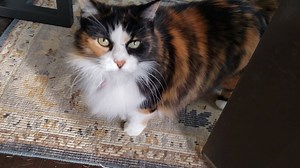 15K views · 827 reactions | 3 dogs, 1 cat and filthy floors. Just a typical day at the zoo. :) | Teddy the Spaz Man | Facebook