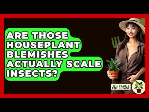 Are Those Houseplant Blemishes Actually Scale Insects? - The Plant Enthusiast