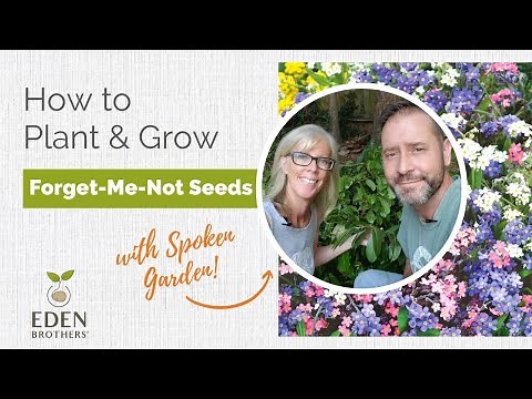How to Plant and Grow Forget-Me-Nots from Seed