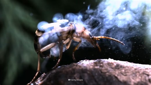 9 bizarre beetles – nature’s living jewels