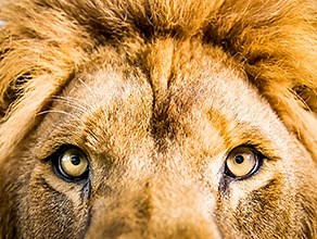 Nature - Articles, Stories, Quizzes & Videos | BBC Earth