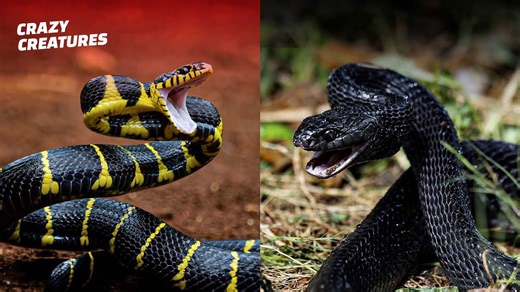 Terrifying Snake Attacks Captured on Camera