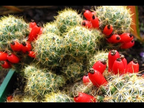 Fruiting Cacti Plants - Tasting & Growing!