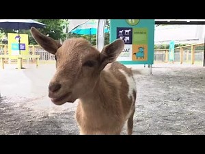 Watch now: Cute Nigerian Dwarf goats at Buffalo Zoo