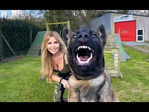 THE BELGIAN MALINOIS - FIERCE WILDLIFE PROTECTION DOG