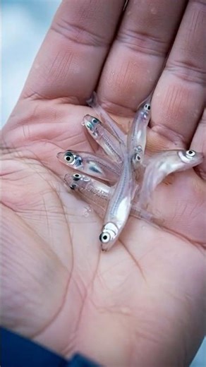 Top 5 Transparent Animals See Hearts & Brains Through Skin! 😱