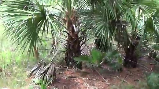 Sabal Palm