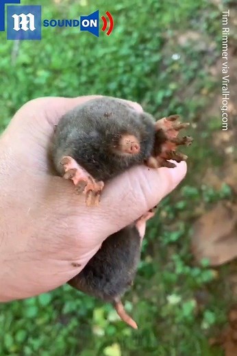 Moles are much cuter than I ever imagined! 👨‍🌾 via ViralHog | Daily Mail Video