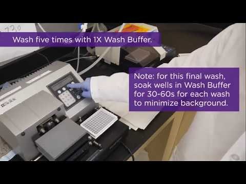 Sandwich ELISA Protocol