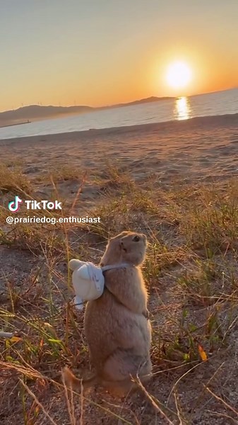 phenomenal #groundsquirrel #fyp #rodent #cutepets omusubi_to_kizuna on ig