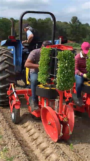 Revolutionizing Agriculture: How Deep Soil Machinery Transforms Seedling Transplanting!