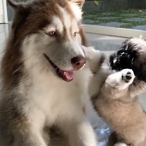 341K views · 6.3K reactions | Dogs are so good <3 | BuzzFeed Animals | Facebook