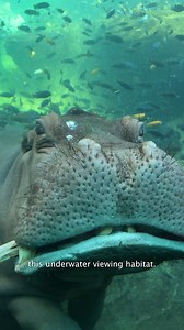 18K views · 782 reactions | Join us in celebrating World Hippo Day at...