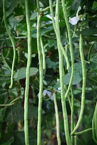 Efficient Ways to Stake Up Pole Beans | LoveToKnow