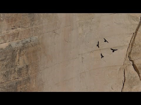 Minute Out In It: Ravens Playing with their Shadows