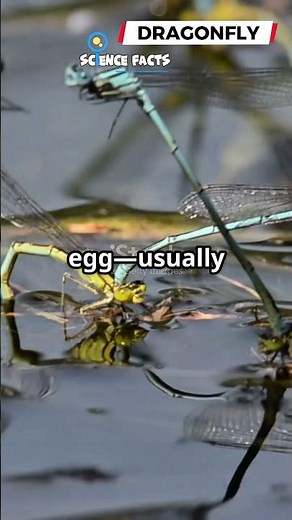 The Amazing Life Cycle of a Dragonfly: From Water to Sky⁉️