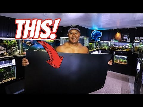 Easiest, most Durable, and CHEAPEST Aquarium Background!