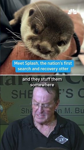 Meet Splash, the nation’s first search and recovery otter | NBC 7 San Diego