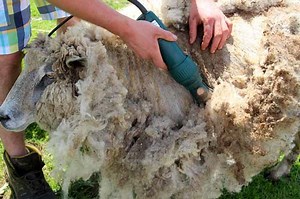 Best Sheep Shearing Clippers: Reviews & Buying Guide 2025
