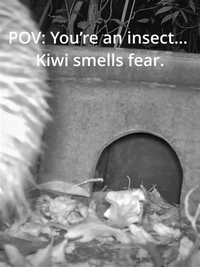 POV: You’re an insect… Kiwi smells fear. Kiwi may look cute and curious, but that long beak hides an incredible superpower. Kiwis have one of the best senses of smell of any bird, with nostrils right at the tip of their beak. This allows them to sniff out worms, insects, and other invertebrates hidden deep in the soil — even in total darkness. That intense “camera inspection” you’re seeing is exactly how kiwi forage in the wild, using smell and touch rather than sight to find their next meal. #K