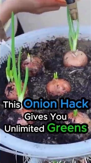 Grow Onions at Home Without a Garden!