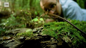These rare and tiny frogs are facing extinction | CNN