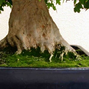 Growing Bonsai Moss: A Simple Guide - Love For Bonsai