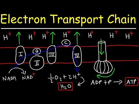 Electron Transport Chain - ATP Synthase, Chemiosmosis, & Oxidative Phosphorylation
