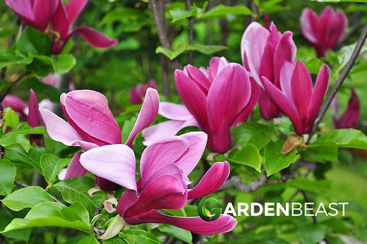 Magnolia LiLiiflora Guide: How to Grow & Care for "Lily Magnolia"