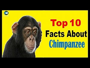 Chimpanzee - Facts