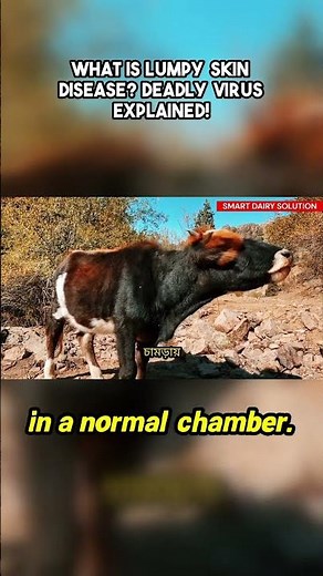 What is Lumpy Skin Disease Deadly Virus Explained!