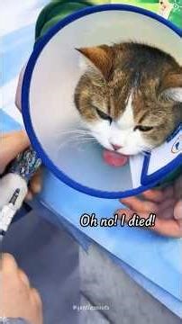 When Your Cat Hates Meeting the Vet 😹 | Funniest Cat Vet Reaction Ever