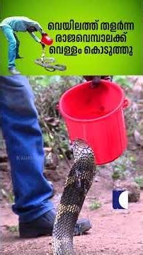 വെയിലത്ത് തളർന്ന രാജവെമ്പാലക്ക് വെള്ളം കൊടുത്തു #snakemaster #vavasuresh #kingcobra
