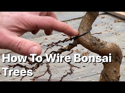 How To Wire Bonsai Trees