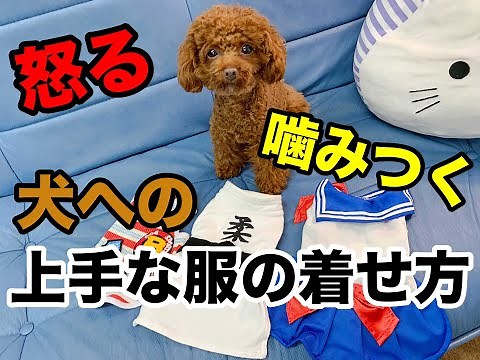 怒る・噛み付く犬への上手な服の着せ方【トイプードルのサラ】How to dress dog clothes