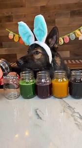 246K views · 10K reactions | Coloring Easter Eggs With My Dogs  (Recipe card at the end) | Jade the Sable GSD | Facebook