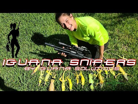 Iguana Snipers #67: Pest control with PCP air rifles, hunting Invasive Iguanas in Florida