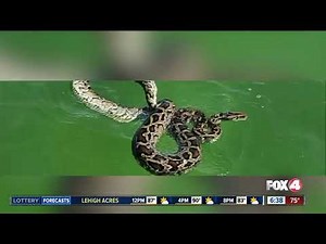 11-foot Python found swimming in Biscayne Bay