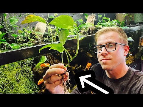How to: Pothos Plant in Your Aquarium