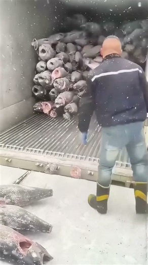 Fish Handling on Fishing Boat: Skilled Worker Operations