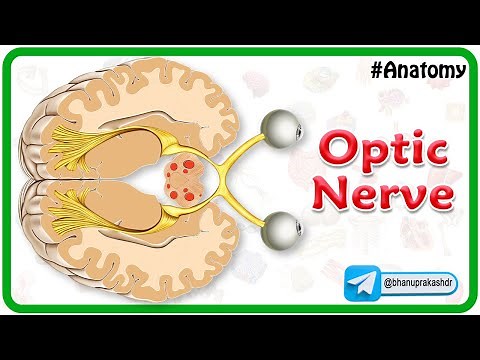 Optic Nerve Anatomy Animation : Components, Visual Pathway and Clinical anatomy