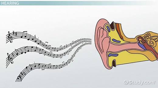 Sensation in Psychology | Definition, Types & Examples