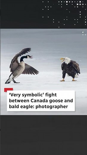 Fight between a Canada goose and bald eagle
